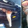 Cat Saved From Car Engine By Detectives